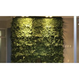 Jardim Vertical Avencas Preservadas (natural Gifts) - 2
