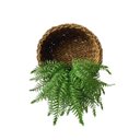 Ver imagem 7 de Uma Samambaia Artificial Grande para Decoração Interna e Externa