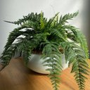 Ver imagem 2 de Arranjo Completo de Samambaia Centro de Mesa Grande Vaso Branco Decore Fácil Shop