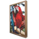 Ver imagem 4 de Quadro Decorativo Arara Vermelha em Moldura Caixa Tacolado Moldura Trad 1cm Madeira Escura sem Vidro