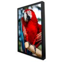 Ver imagem 3 de Quadro Decorativo Arara Vermelha em Moldura Caixa Tacolado Moldura Trad 1cm Madeira Escura sem Vidro