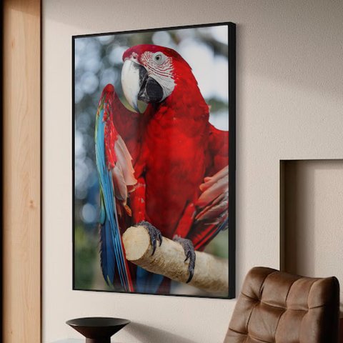 Quadro Decorativo Arara Vermelha em Moldura Caixa Tacolado Moldura Trad 1cm Madeira Escura sem Vidro
