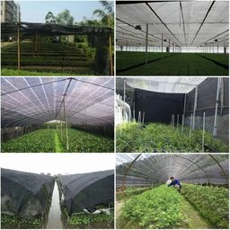 Tela Sombreamento 2x10m 50% para Horta Jardim Estufa Viveiro - 6