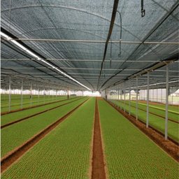 Tela Sombreamento 2x10m 50% para Horta Jardim Estufa Viveiro - 9