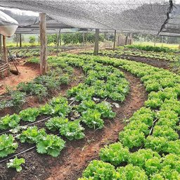 Tela Sombreamento 2x10m 50% para Horta Jardim Estufa Viveiro - 3
