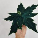 Ver imagem 5 de Flor Artificial Veludo Verde 30cm