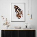 Ver imagem 1 de Quadro Borboleta - Asa Colorida - 60x48cm:madeira Preta