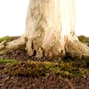 Ver imagem 5 de Bonsai Pitanga 26 Anos