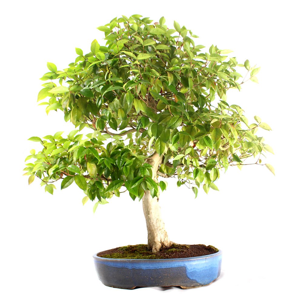 Bonsai Pitanga 26 Anos - 3