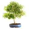 Bonsai Pitanga 26 Anos - 3
