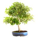 Ver imagem 3 de Bonsai Pitanga 26 Anos