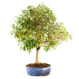 Bonsai Pitanga 26 Anos - 4
