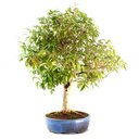 Ver imagem 4 de Bonsai Pitanga 26 Anos