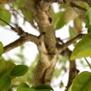 Ver imagem 6 de Bonsai Pitanga 26 Anos