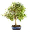Ver imagem 2 de Bonsai Pitanga 26 Anos