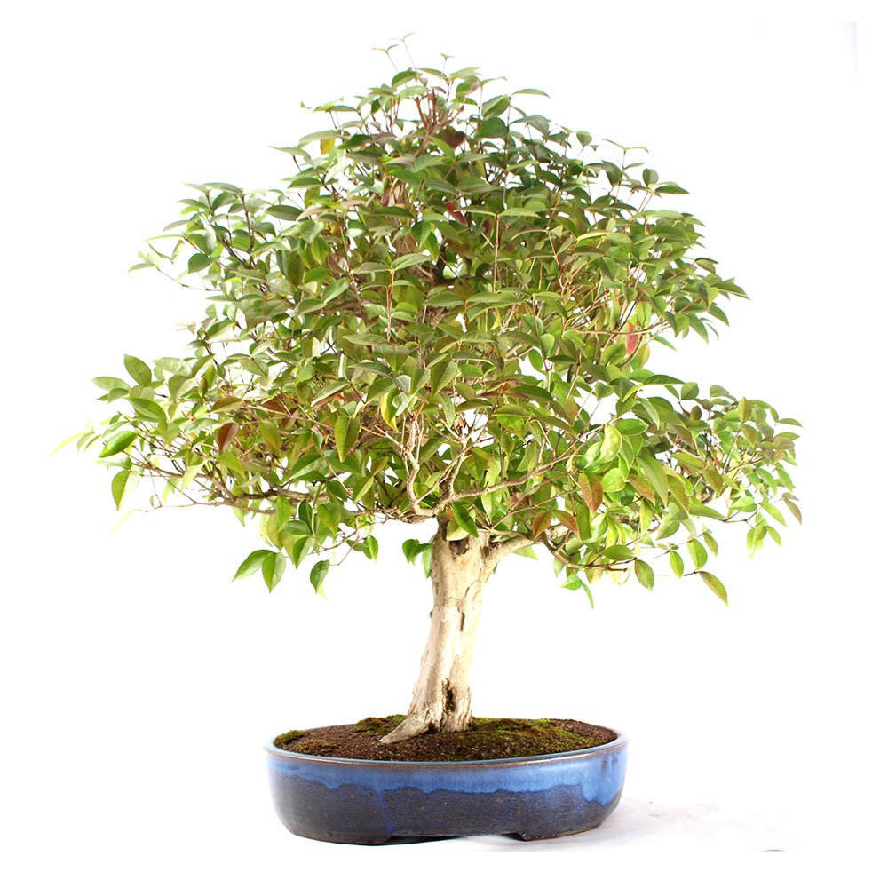 Bonsai Pitanga 26 Anos