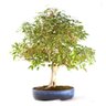 Bonsai Pitanga 26 Anos - 1
