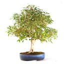 Ver imagem 1 de Bonsai Pitanga 26 Anos