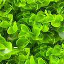 Ver imagem 3 de Placa de Eucalipto 40 X 60cm Muro Inglês Jardim Vertical