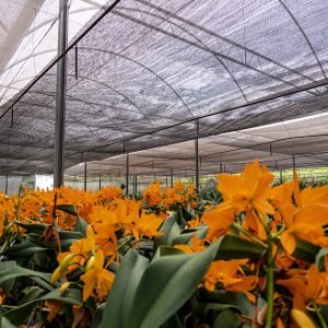 Tela Sombrite 80% 1,5m X 10m Solpack Agronet - 3