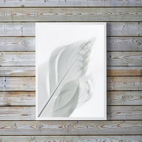 Quadro Decorativo Fotografia Branca Pena 24x18cm - com Vidro:madeira Preta