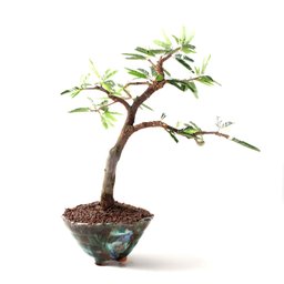 Bonsai Caliandra Rosa 06 Anos - 3