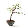 Bonsai Caliandra Rosa 06 Anos - 3