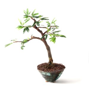 Bonsai Caliandra Rosa 06 Anos