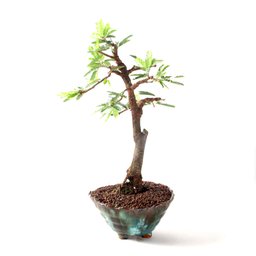 Bonsai Caliandra Rosa 06 Anos - 2