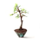 Ver imagem 2 de Bonsai Caliandra Rosa 06 Anos