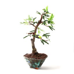 Bonsai Caliandra Rosa 06 Anos - 4