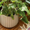 Ver mais imagens de Vaso Cachepot Wave 25cm Antidengue Decoração Branco