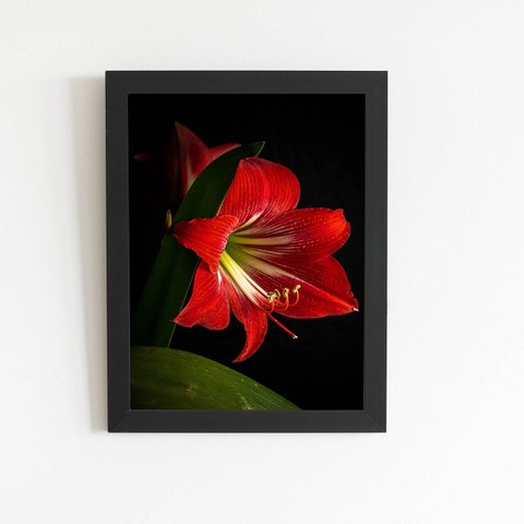 Quadro Amarilis Flor da Imperatriz Moldura Preta 60x40cm