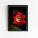 Ver imagem 1 de Quadro Amarilis Flor da Imperatriz Moldura Preta 60x40cm