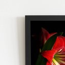 Ver imagem 2 de Quadro Amarilis Flor da Imperatriz Moldura Preta 60x40cm