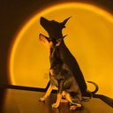 Ver imagem 6 de Lâmpada de Projetor de Pôr do Sol, Rotação de 180 Graus, Luz Noturna de Led