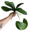 Ver imagem 4 de Kit de 8 Folhas Orquídea Artificial Silicone Realista para Arranjos e Vasos Premium 25cm