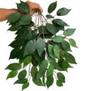 Ver imagem 5 de 9 Galhos de Fícus Artificial Premium Folhas Realistas para Parede Verde