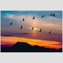 Ver imagem 2 de Quadro Vôo De Pássaros Tela No Chassi 120X80Cm