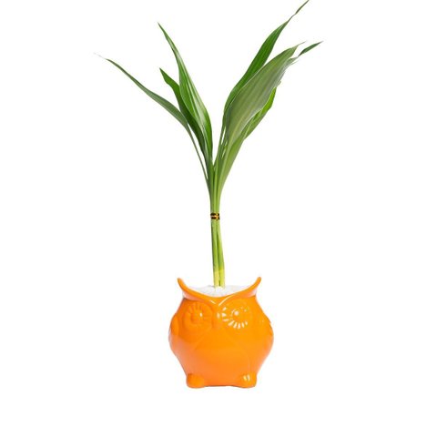 Vaso Cerâmica Coruja 10x11x11cm – Charme e Sabedoria na Decoração:laranja