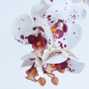 Ver imagem 3 de Arranjo de Orquídea Artificial Tigre em Vaso Branco Fosco Poly