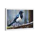 Ver imagem 4 de Quadro Pega-rabuda -- Br Artes