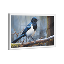 Ver imagem 2 de Quadro Pega-rabuda -- Br Artes