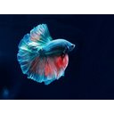 Ver imagem 2 de Papel De Parede Animais Peixe Aquário 3D Anm239