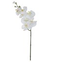 Ver imagem 1 de Haste Orquídea Phalaenopsis Toque Real 63cm