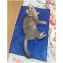 Ver imagem 4 de Tapete Gelado Gato Cao Cachorro Pet Refrescante Macio Animal de Estimaçao Confortavel Verao Calor Di