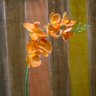 Arranjo Orquídea Artificial Laranja c/Cachepot de Vidro 12x37cm - 6