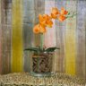 Arranjo Orquídea Artificial Laranja c/Cachepot de Vidro 12x37cm - 1