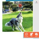 Ver imagem 4 de Mordedor para Cachorro Morder Bolinha Brinquedo Resistente