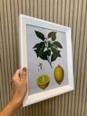 Ver imagem 2 de Duo de Quadros Botânica Frutas Laranja Limão Vintage 36,5x31cm Moldura Chandrada Branca e Vidro